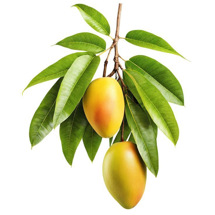 Mango Plants — Browse 20 varieties